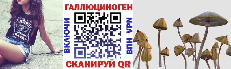 Псилоцибиновые грибы Psilocybine cubensis  Светлоград 